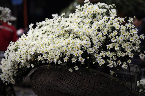 Hanoi flower markets at Tet - ảnh 2